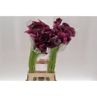 Freshy Zantedeschia Calla “Captain Promise” | Kleur: Rood | Lengte ± 80 centimeter | Per 10 stelen