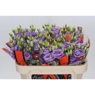 Freshy Eustoma Gevuld Corelli Lavender