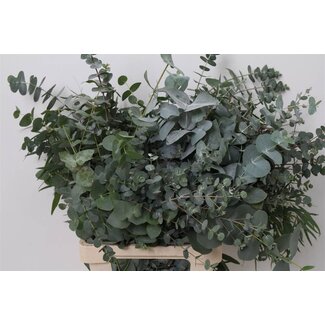 Freshy Eucalyptus Mix 300gr (p. bos)