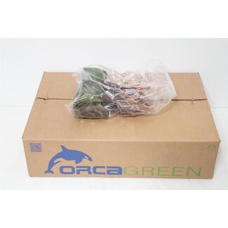 Freshy Galax Urceolata | Kleur: Groen | Lengte ± 20 centimeter | Per 10 bossen