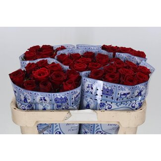 Freshy Rosa Red Naomi Ende