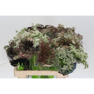 Freshy Daucus Carota Wilde Peen “Dara” | Kleur: Paars | Lengte ± 60 centimeter | Per 10 stelen