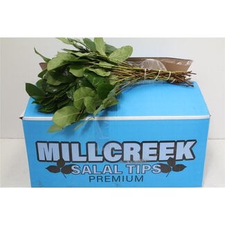 Freshy Salal Gaultheria Tips | Kleur: Groen | Lengte ± 40 centimeter | Gewicht 350 gram per bos | Per 5 bossen