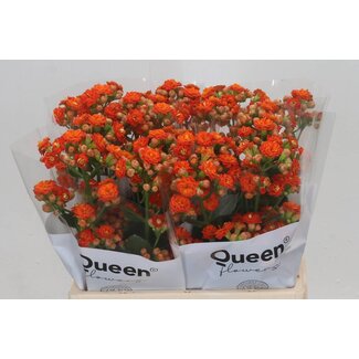 Freshy Kalanchoe Bri Orang Meadow