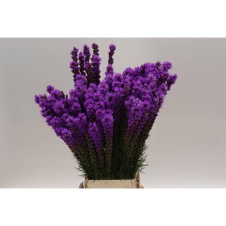 Freshy Liatris Callilepis Lampenpoetser | Kleur: Paars | Lengte ± 80 centimeter | Per 10 stelen