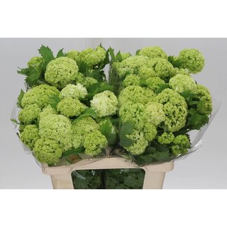 Freshy Viburnum Sneeuwbal | Kleur: Wit | 3 koppen | Lengte ± 60 centimeter | Per 10 stelen