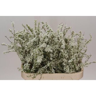 Freshy Spiraea Cinerea “Grefsheim” | Kleur: Wit | Biologisch | Lengte ± 80 centimeter | Per 10 stelen