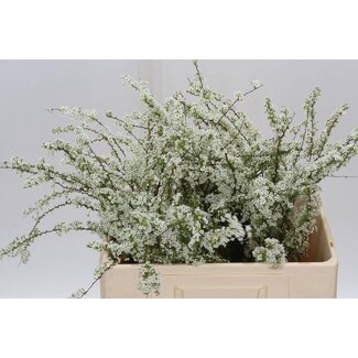 Freshy Spiraea Cinerea “Grefsheim” | Kleur: Wit | Biologisch | Lengte ± 60 centimeter | Per 10 stelen