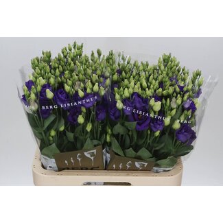 Freshy Eustoma Lisianthus Gevuld “Rosi Blue” | Kleur: Paars | Lengte ± 70 centimeter | Per 10 stelen