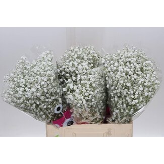 Freshy Gypsophila Paniculata Gipskruid “Xlence” | Kleur: Wit | Lengte ± 60 centimeter | Gewicht ± 15 gram per tak | Per 25 stelen