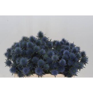 Freshy Eryngium Magnetar Qstar