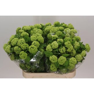 Freshy Viburnum Sneeuwbal Ex | Kleur: Wit | 4 koppen | Lengte ± 80 centimeter | Per 10 stelen