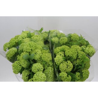 Freshy Viburnum Sneeuwbal | Kleur: Wit | 4 koppen | Lengte ± 60 centimeter | Per 10 stelen
