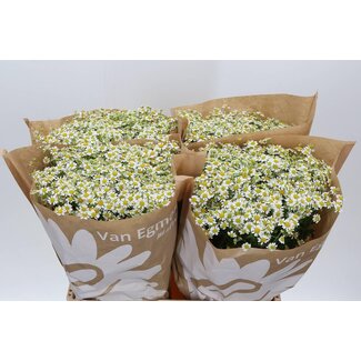 Freshy Tanacetum Parthenium “Cameron” | Kleur: Wit | Lengte ± 60 centimeter | Per 25 stelen