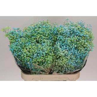 Freshy Gypsophila Kleurbehandeld “Disco Nieuw York” | Kleur: Gemengde Kleuren | Lengte ± 80 centimeter | Gewicht ± 40 gram per tak | Per 25 stelen