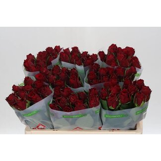 Freshy Grootbloemige Roos “Upper Class” | Kleur: Rood | Lengte ± 50 centimeter | Per 20 stelen