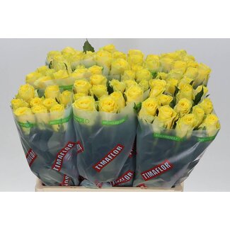 Freshy Grootbloemige Roos “Good Times” | Kleur: Geel | Lengte ± 60 centimeter | Per 20 stelen