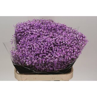 Freshy Gypsophila Kleurbehandeld “Lila” | Kleur: Lilac | Lengte ± 80 centimeter | Gewicht ± 40 gram per tak | Per 25 stelen