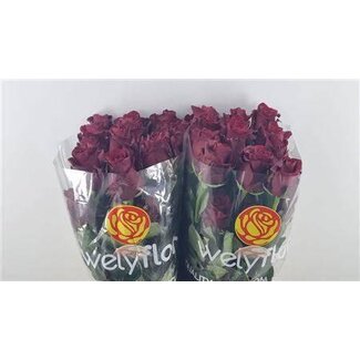 Freshy R Eq Explorer x25