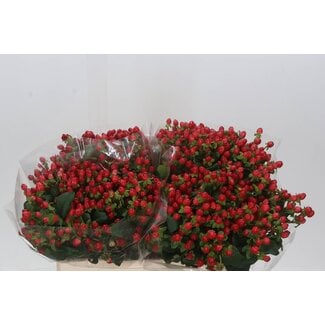 Freshy Hypericum Mag Triumph