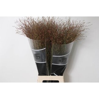 Freshy Panicum Virgatum “Warrior” | Kleur: Groen | Lengte ± 80 centimeter | Per 50 stelen