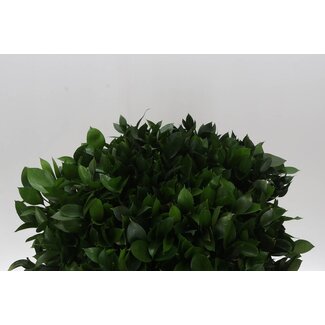 Freshy Ruscus Hypophyllum