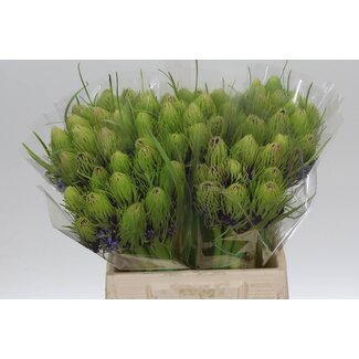 Freshy Scilla Peru 40cm