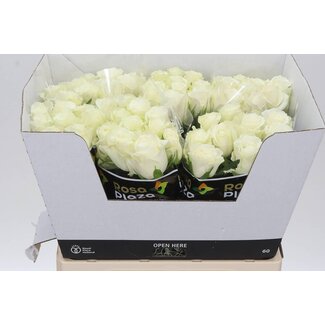 Freshy Grootbloemige Roos “Alpe D’Huez” | Kleur: Wit | Lengte ± 60 centimeter | Per 20 stelen