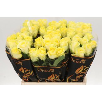 Freshy Rosa Minion Rose