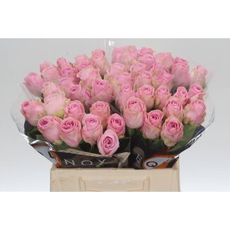 Freshy Grootbloemige Roos “Heidi” | Kleur: Roze | Lengte ± 40 centimeter | Per 20 stelen