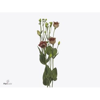 Freshy Eustoma Lisianthus Enkelbloemig “Bohemian Choco” | Kleur: Bruin | Lengte ± 70 centimeter | Per 10 stelen
