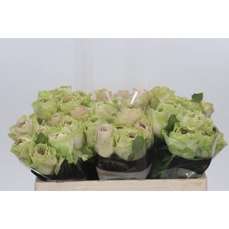 Freshy Grootbloemige Roos “Magique” | Kleur: Wit | Lengte ± 50 centimeter | Per 10 stelen