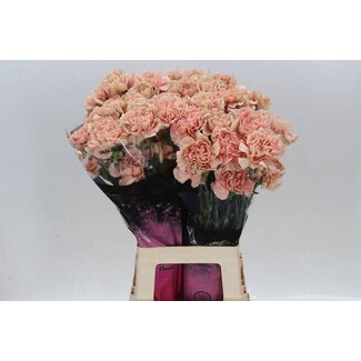 Freshy Lange Anjer “Caramel” | Kleur: Oranje | Lengte ± 70 centimeter | Per 20 stelen