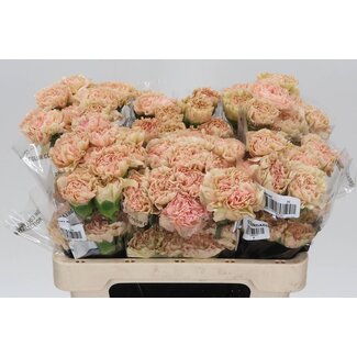 Freshy Korte Anjer Lege “Marrone” | Kleur: Oranje | Lengte ± 55 centimeter | Per 20 stelen