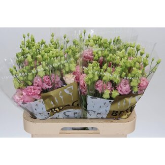 Freshy Eustoma Lisianthus Gevuld “Alissa Light Pink” | Kleur: Roze | Lengte ± 70 centimeter | Per 10 stelen