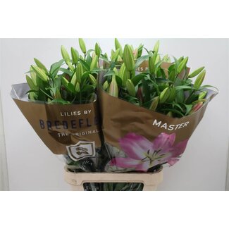 Freshy Lelie Oriental Aqua “Master” | Kleur: Paars | Lengte ± 100 centimeter | Per 10 stelen