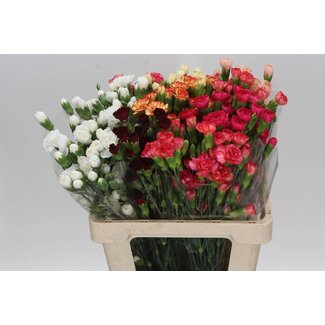 Freshy Trosanjer “Assorted” | Kleur: Gemengde Kleuren | Lengte ± 60 centimeter | Per 50 stelen