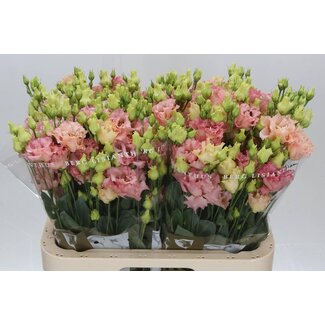 Freshy Eustoma Lisianthus Gevuld “Corelli Coral” | Kleur: Roze | Lengte ± 70 centimeter | Per 10 stelen
