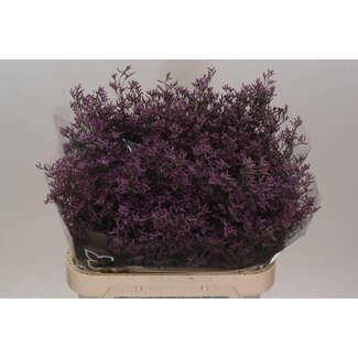 Freshy Limonium Safora “Pink Sky” | Kleur: Paars | Lengte ± 80 centimeter | Gewicht ± 40 gram per tak | Per 25 stelen