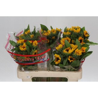 Freshy Helianthus Zonnebloem “Sunova” | Kleur: Geel | Lengte ± 50 centimeter | Per 10 stelen