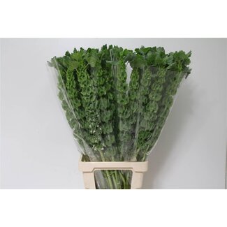 Freshy Moluccella It