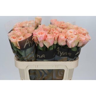 Freshy Grootbloemige Roos “Charming Reeva” | Kleur: Roze | Lengte ± 70 centimeter | Per 10 stelen