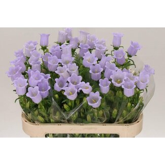 Freshy Campanula Medium “Champion Lavendel” | Kleur: Paars | Lengte ± 75 centimeter | Per 10 stelen