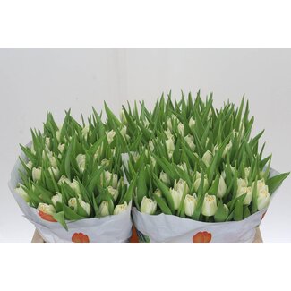 Freshy Dubbelbloemige Tulp “Iceberg” | Kleur: Wit | Lengte ± 37 centimeter | Gewicht ± 28 gram per tak | Per 50 stelen