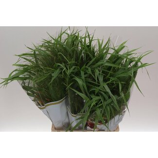 Freshy Panicum Virgatum “Fontaine” | Kleur: Groen | Lengte ± 75 centimeter | Per 50 stelen