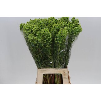 Freshy Euphorbia Ch Black Pearl