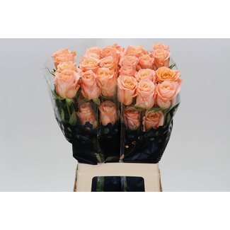 Freshy Grootbloemige Roos “Shimmer” | Kleur: Roze | Lengte ± 60 centimeter | Herkomst Ecuador | Per 20 stelen