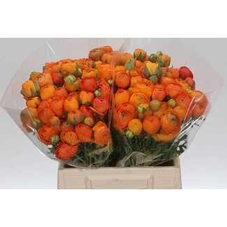 Freshy Ranunculus Elegance “Orange” | Kleur: Gemengde Kleuren | Lengte ± 40 centimeter | Per 50 stelen