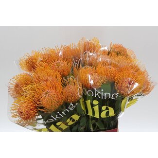 Freshy Leucospermum Nutans “Soleil” | Kleur: Geel | Lengte ± 50 centimeter | Per 10 stelen