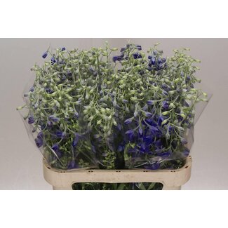 Freshy Delphinium En Volkerfried